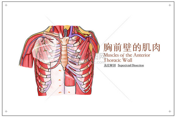 胸前壁的肌肉浅层解剖医疗插画图片
