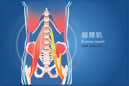 髂腰肌前面观医疗插画高清图片