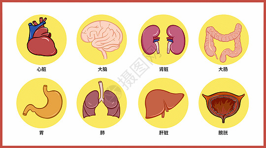 肺解剖人体器官卫生医疗健康卡通插画插画