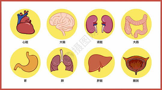 人体器官卫生医疗健康卡通插画图片