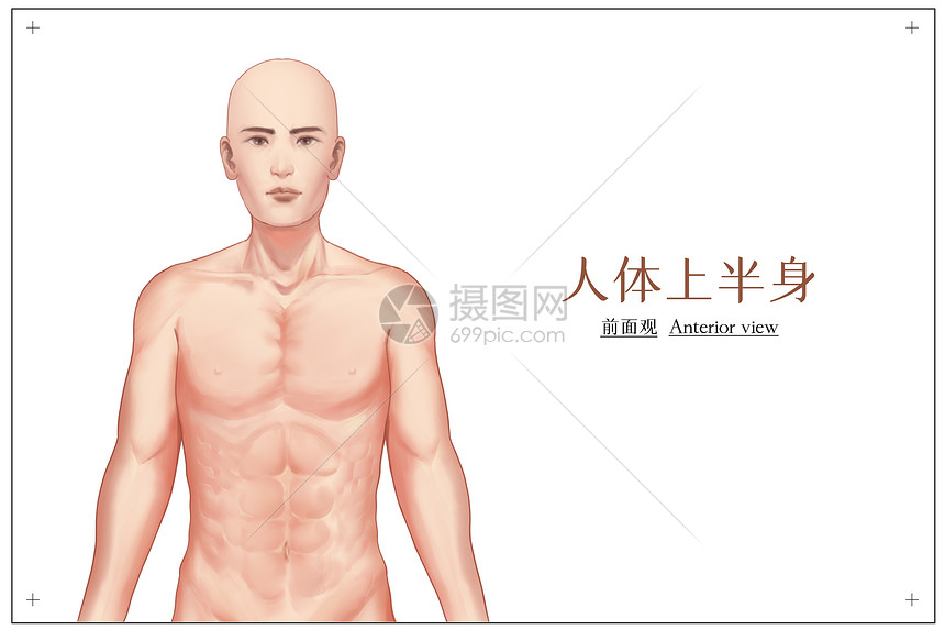 人体上半身正面观医疗插画插画图片下载 正版图片 摄图网 人体上半身正面观医疗插画插画图片下载 正版图片 摄图网