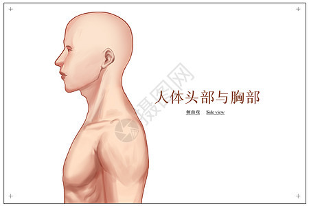 人体头部与胸部侧面观医疗插画图片