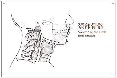 颈部骨骼侧面观医疗插画图片