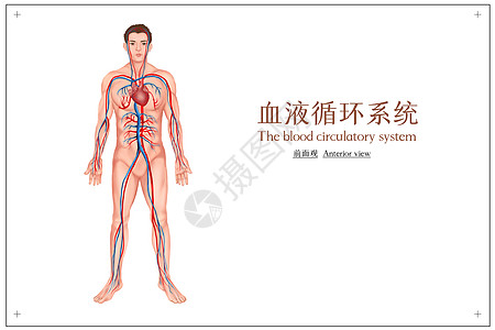 系统解剖血液循环系统医疗插画插画