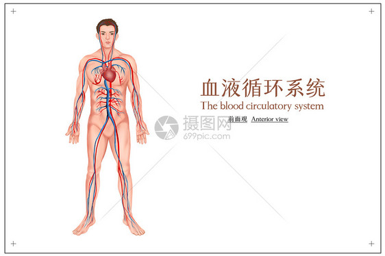 血液循环系统医疗插画图片