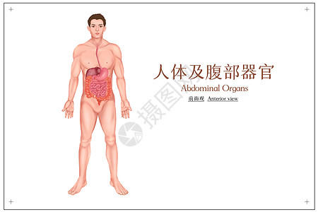 人体消化系统器官医疗插画背景图片