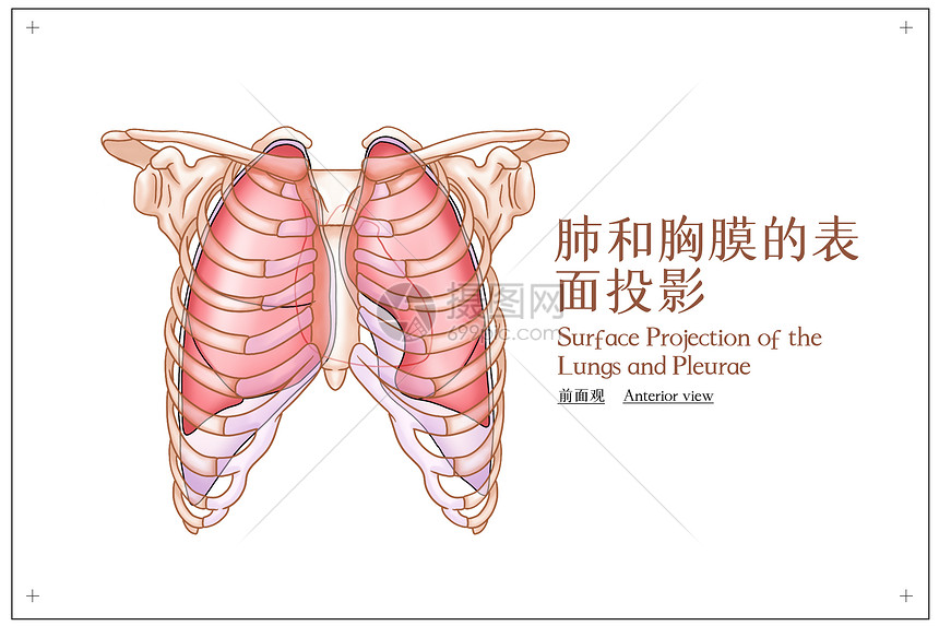 肺和胸膜的表面投影前面观医疗插画图片