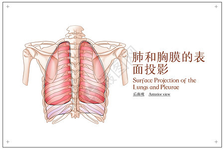 肺和胸膜的表面投影后面观医疗插画图片