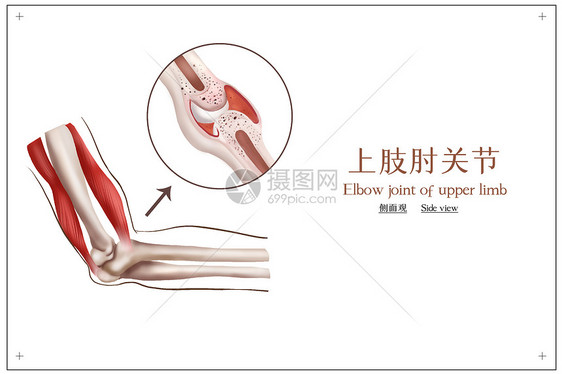 上肢肘关节医疗插画图片