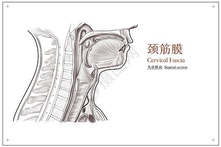 咽喉不适颈部颈筋膜失状断面医疗插画插画