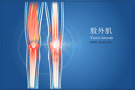 股外肌前面观医疗插画图片