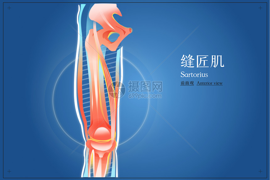 缝匠肌正面观医疗插画图片