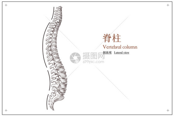 脊柱侧面观医疗插画图片