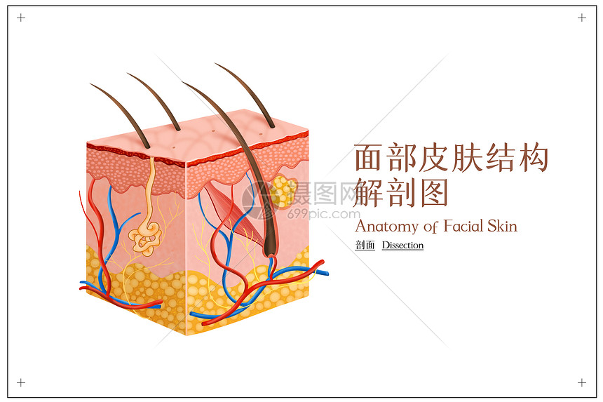 面部皮肤结构解剖图图片