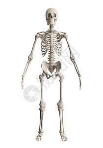 3D人体骨骼图片
