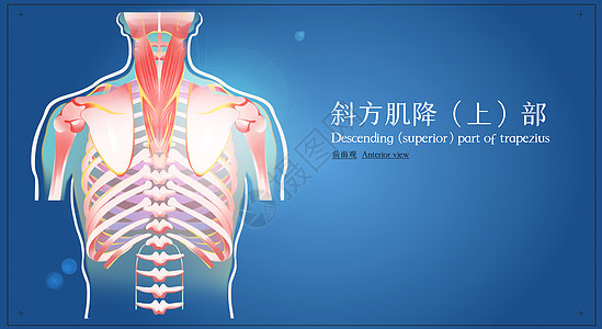 斜方肌降部前面观医疗插画图片