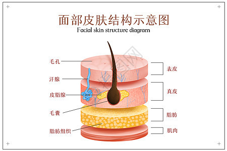 皮肤结构分层示意图背景图片