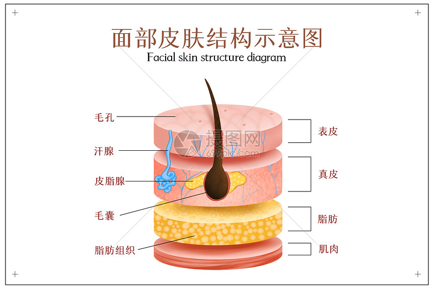 皮肤结构分层示意图
