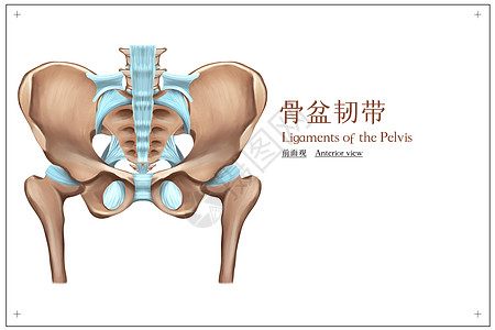 骨盆韧带解剖图片大全图片