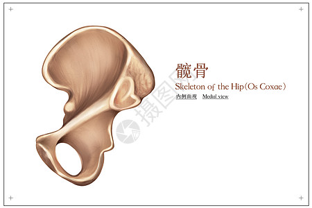 髋骨内侧面观医疗插画图片素材