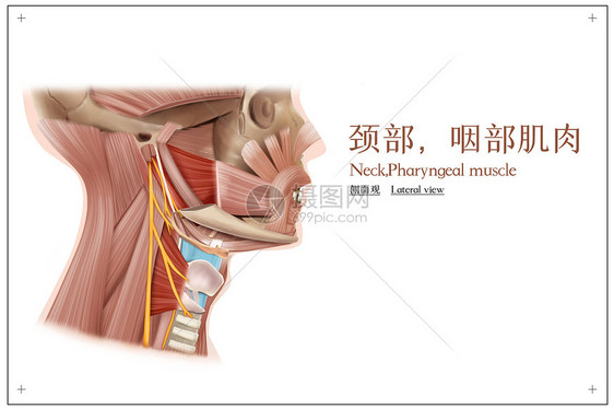 颈部咽部肌肉侧面观医疗插画图片