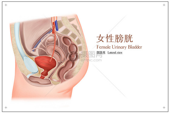 女性膀胱侧面观医疗插画图片