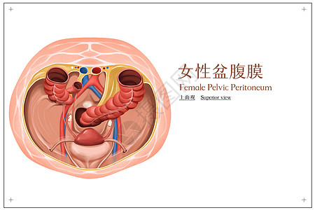 女性盆腹膜上面观医疗插画图片