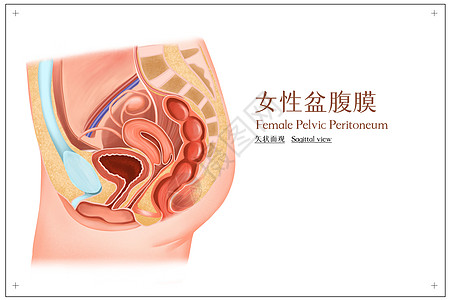 臀部女性盆腹膜矢状面观插画