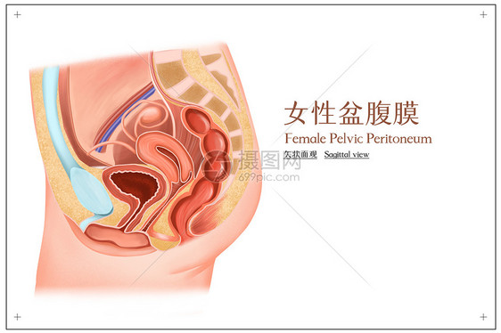 女性盆腹膜矢状面观图片