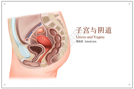 子宫与阴道侧面观医疗插画背景图片