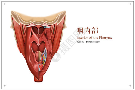 咽内部后面观医疗插画图片