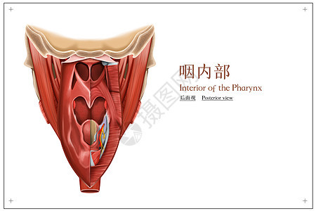 咽内部后面观医疗插画图片