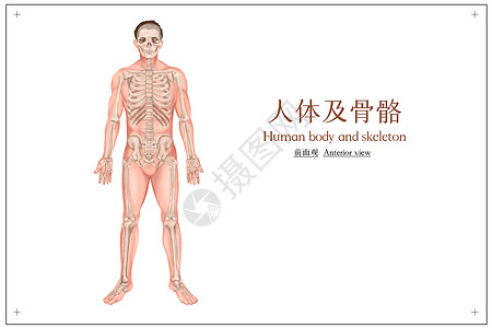 个人理想人体及骨骼医疗插画插画