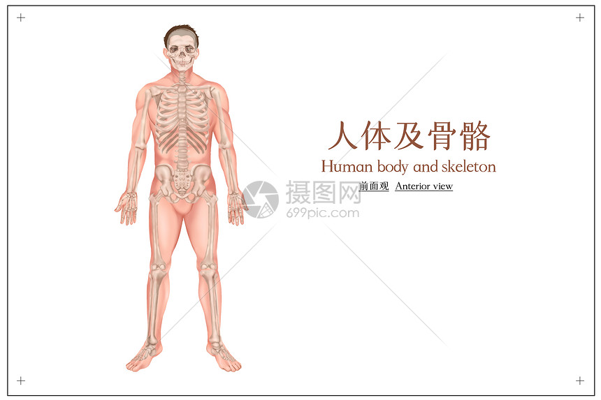 人体及骨骼医疗插画图片