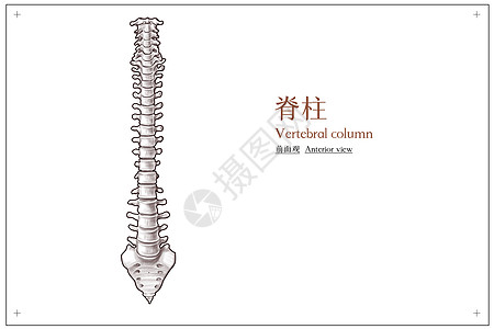 脊柱前面观医疗插画背景图片