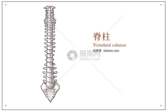 脊柱前面观医疗插画图片