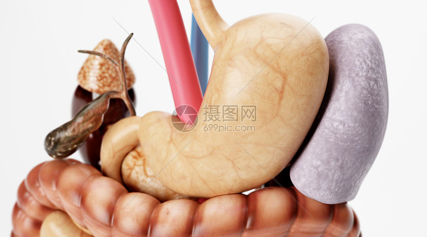 人体脾脏场景图片素材-正版创意图片401789607-摄图网