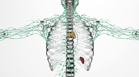 肋骨人体淋巴脾脏场景设计图片