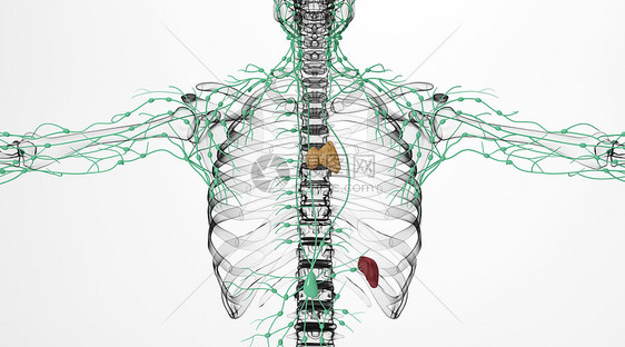 人体淋巴脾脏场景图片