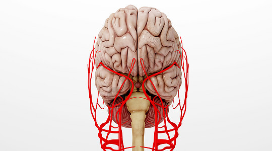人体脑血管场景图片