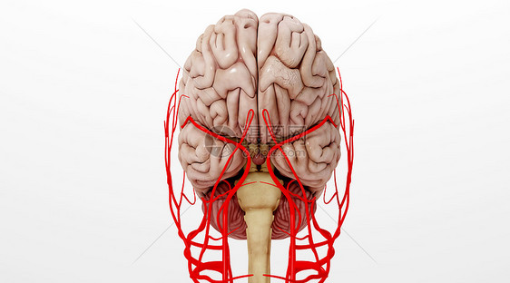 人体脑血管场景图片