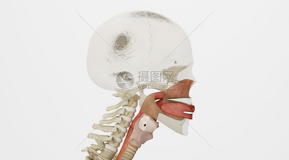 人体呼吸系统场景图片