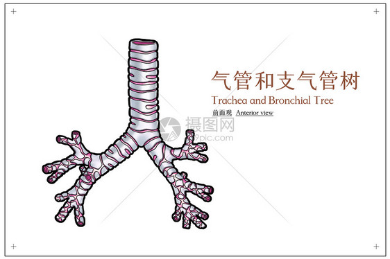 气管和支气管树前面观医疗插画图片