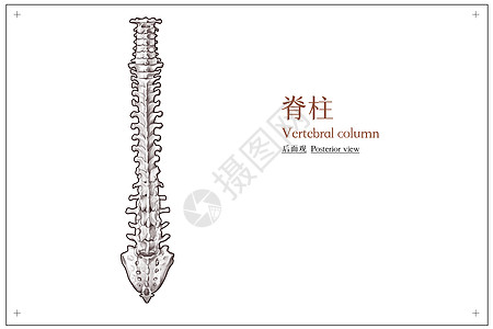 脊柱后面观医疗插画图片