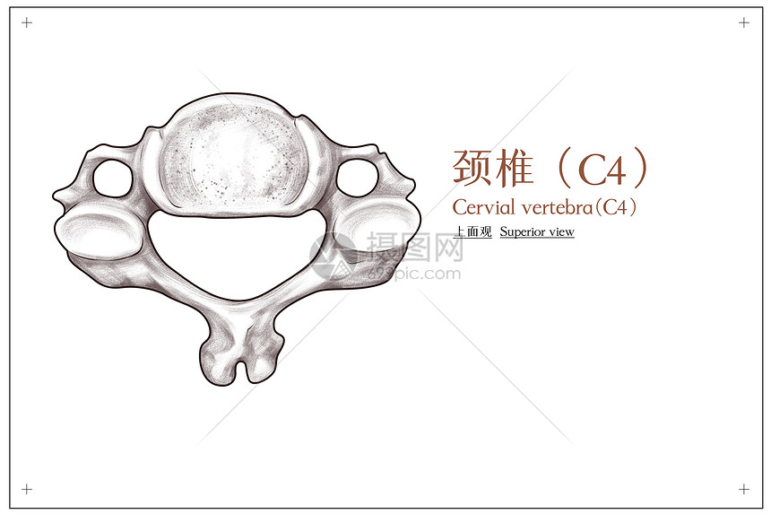 颈部颈椎c4上面观医疗插画