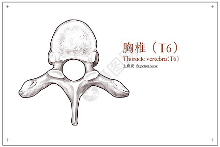 胸椎（T6）上面观医疗插画图片