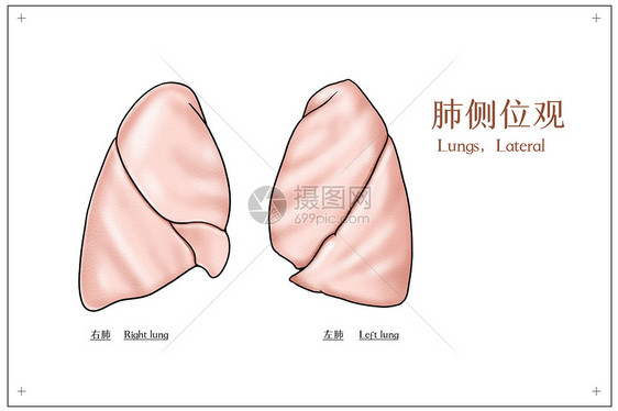 肺侧位观医疗插画图片