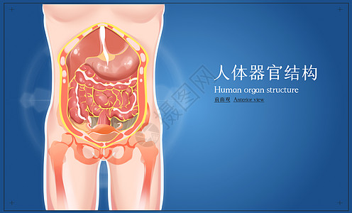 人体腹部器官解剖图图片