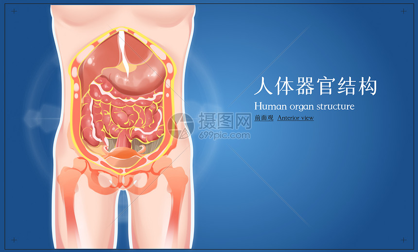 人体腹部器官解剖图图片