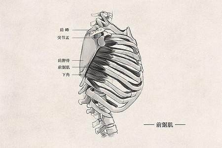 胸部解剖图片_胸部解剖素材_胸部解剖高清图片_摄图网图片下载